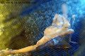 Foto Immagine Alina Ranieri Escort Rieti 3664350868 - 37