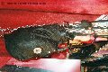 Foto Immagine Fantasia Mistress Padova 3485930348 - 150