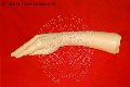 Foto Immagine Fantasia Mistress Padova 3485930348 - 159