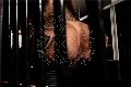 Foto Immagine Hot Bruna Xxl Transescort Parma 3295914684 - 2