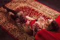 Foto Immagine Isabella Santos Trans Roma 3381521054 - 43