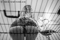 Foto Immagine Lady Giuliette Mistress Verona 3486833721 - 16