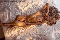 Foto Immagine Melissa Class Top Trans Rio De Janeiro 00551196075564 - 15
