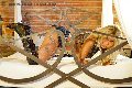 Foto Immagine Monica Kicelly Trans Parma 3245833097 - 27