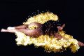Foto Immagine Naomi Angel Trans Genova 3491282938 - 125