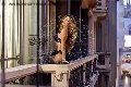 Foto Immagine Rayca Trans San Gallo 3485638746 - 256