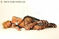 Foto Immagine Robby Trans Roma 3336677555 - 5