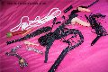 Foto Immagine Lady Katrina Mistress L'avana 005358885536 - 6