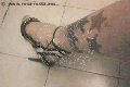 Foto Immagine Suzana Pantera Trans Alessandria 3929724965 - 55